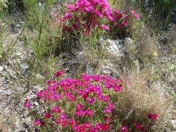 Lampranthus stenopetalus